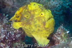 Froggy on the move, Bonaire, D300, 105VR by Larry Polster 